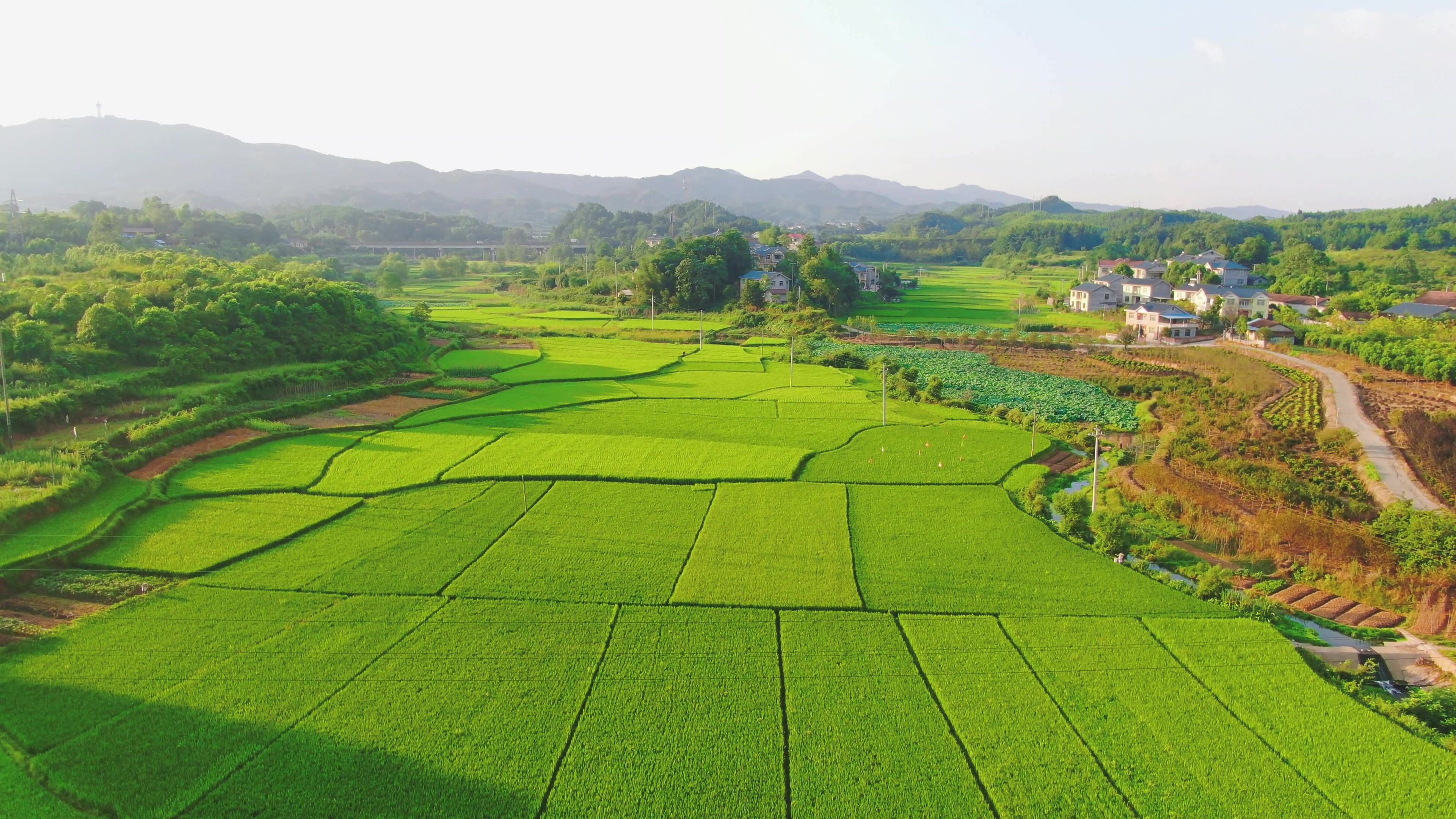 Sawah